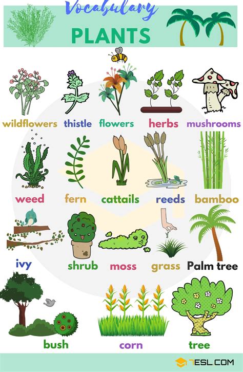 what types of plants are found in china